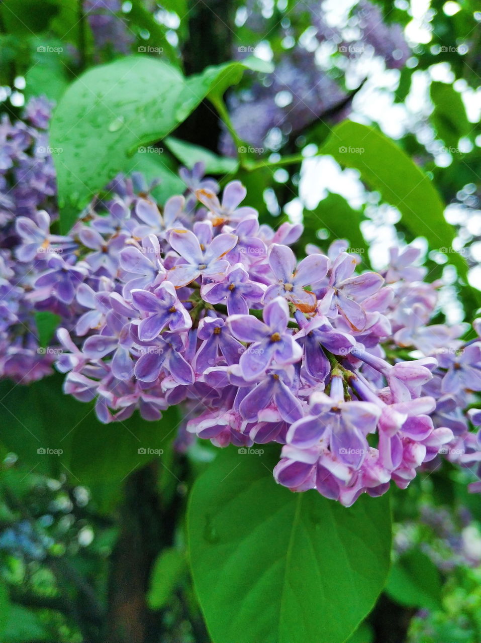 blooming lilac