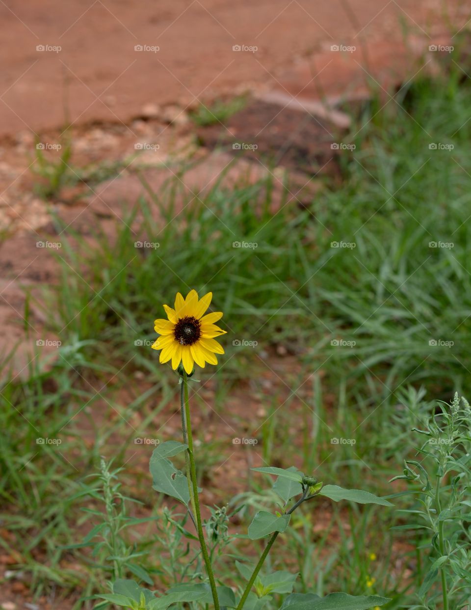 Small sunflower 