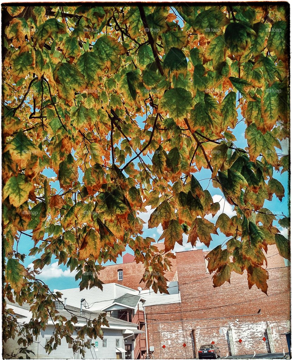 view through changing leaves
