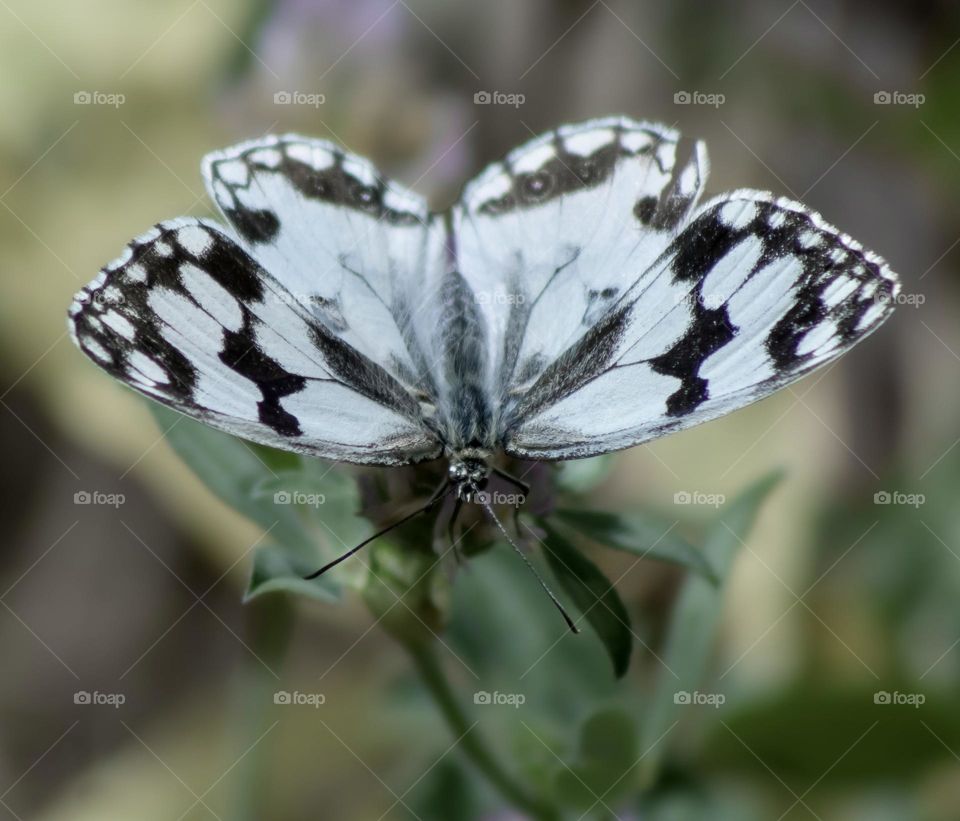 A marbled white butterfly in the garden