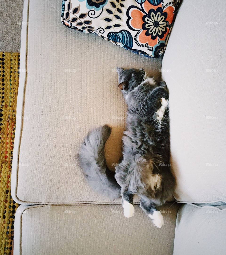 Queen of the couch