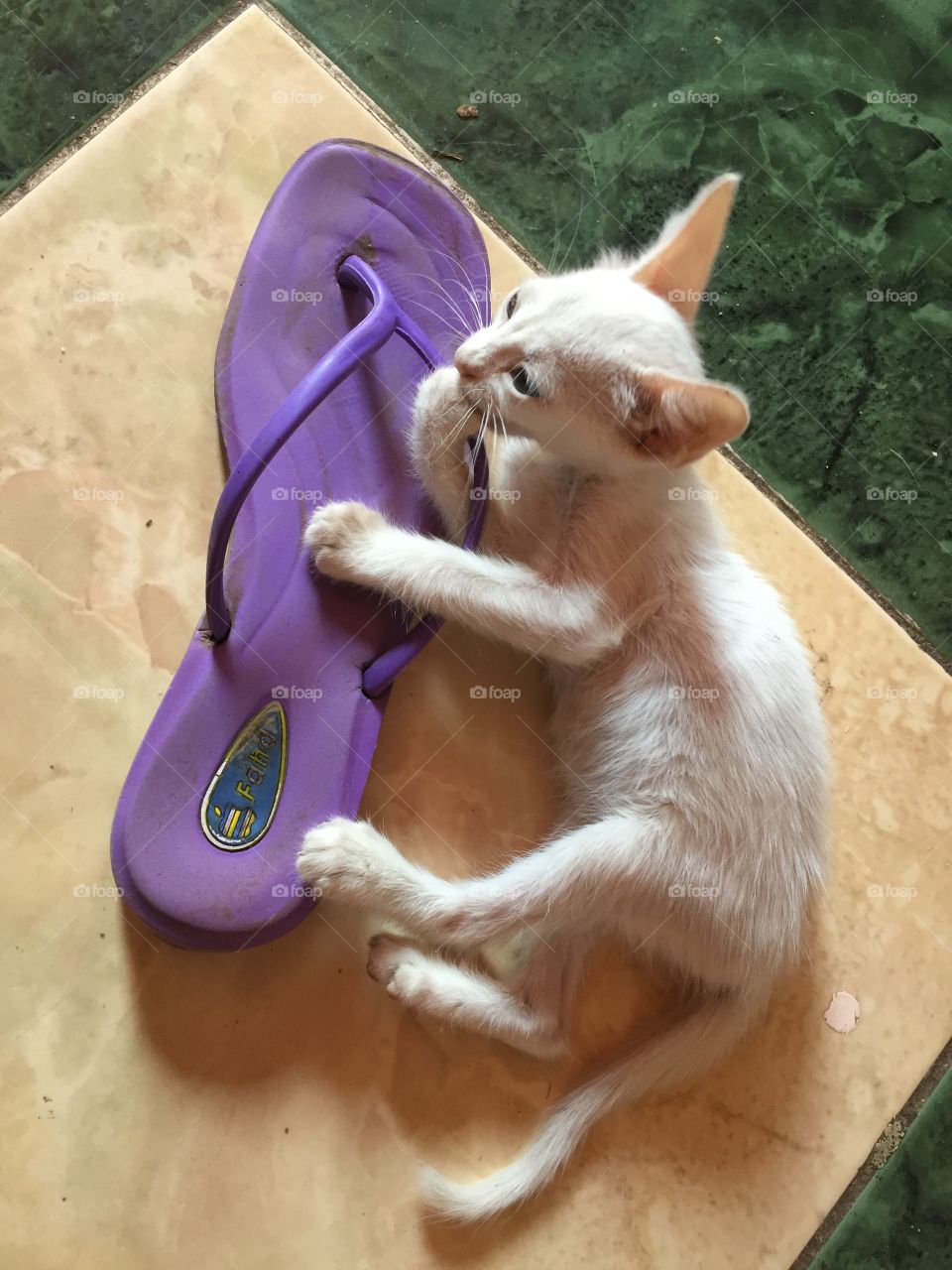 Playing with slippers is a strange habit for my cat