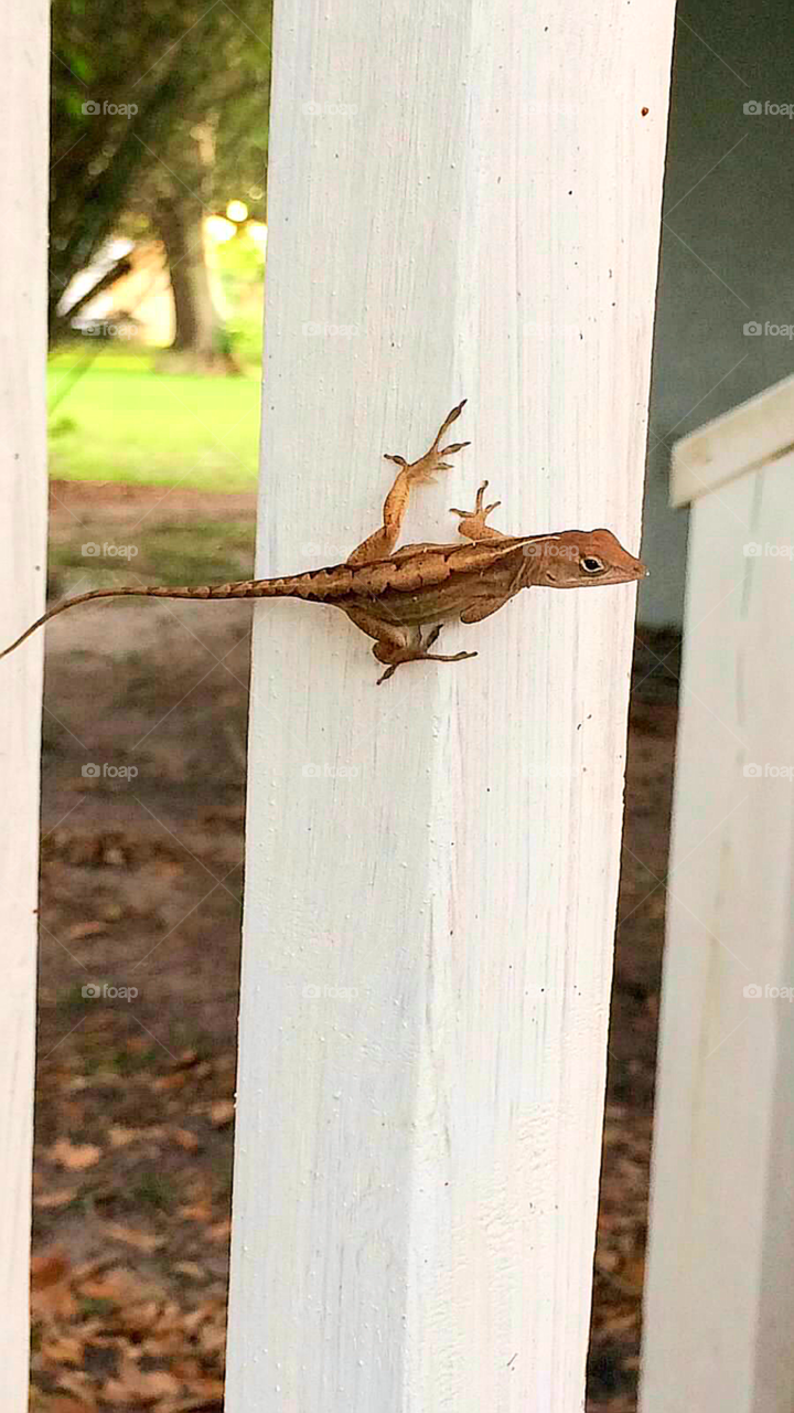 Lizard on front porch