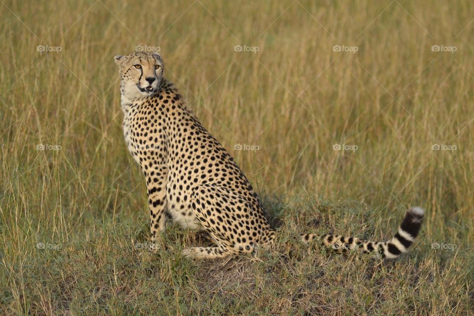 Cheetah in the open grasslands of the Masai Mara
