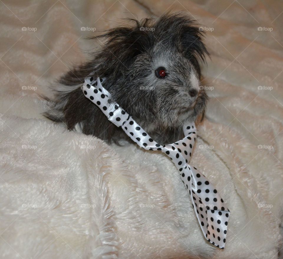 Funny photo of my guineapig Pery. Hard-working guinea pig with tie. High quality photo. 