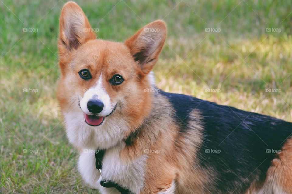 Cute dog sitting in the grass