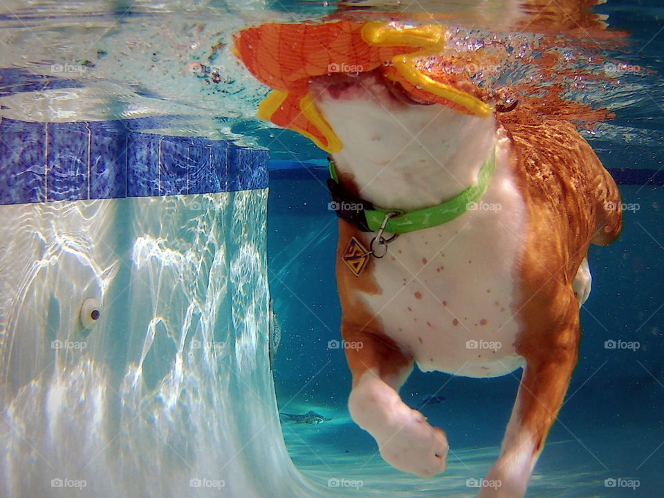 Rescue pitbull dog swimming in a pool