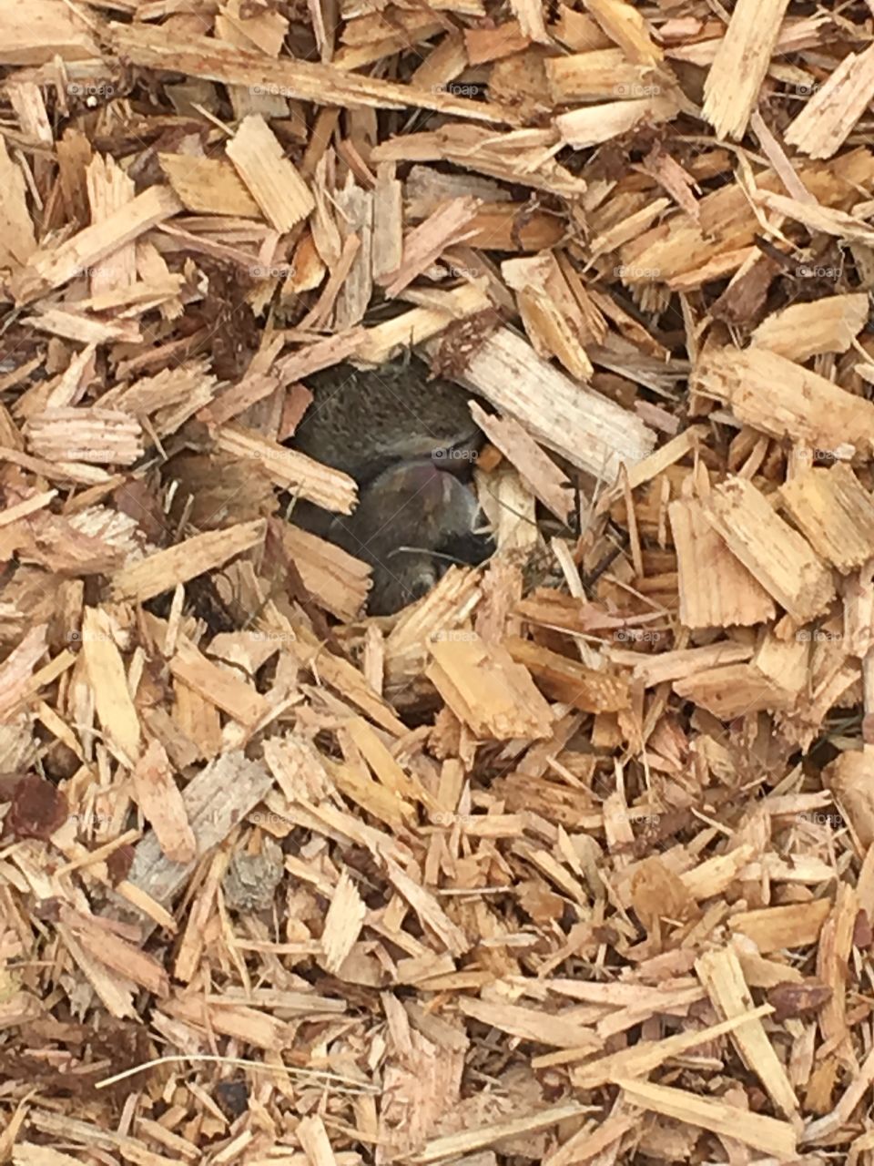 Tiny baby bunnies in the wood chips