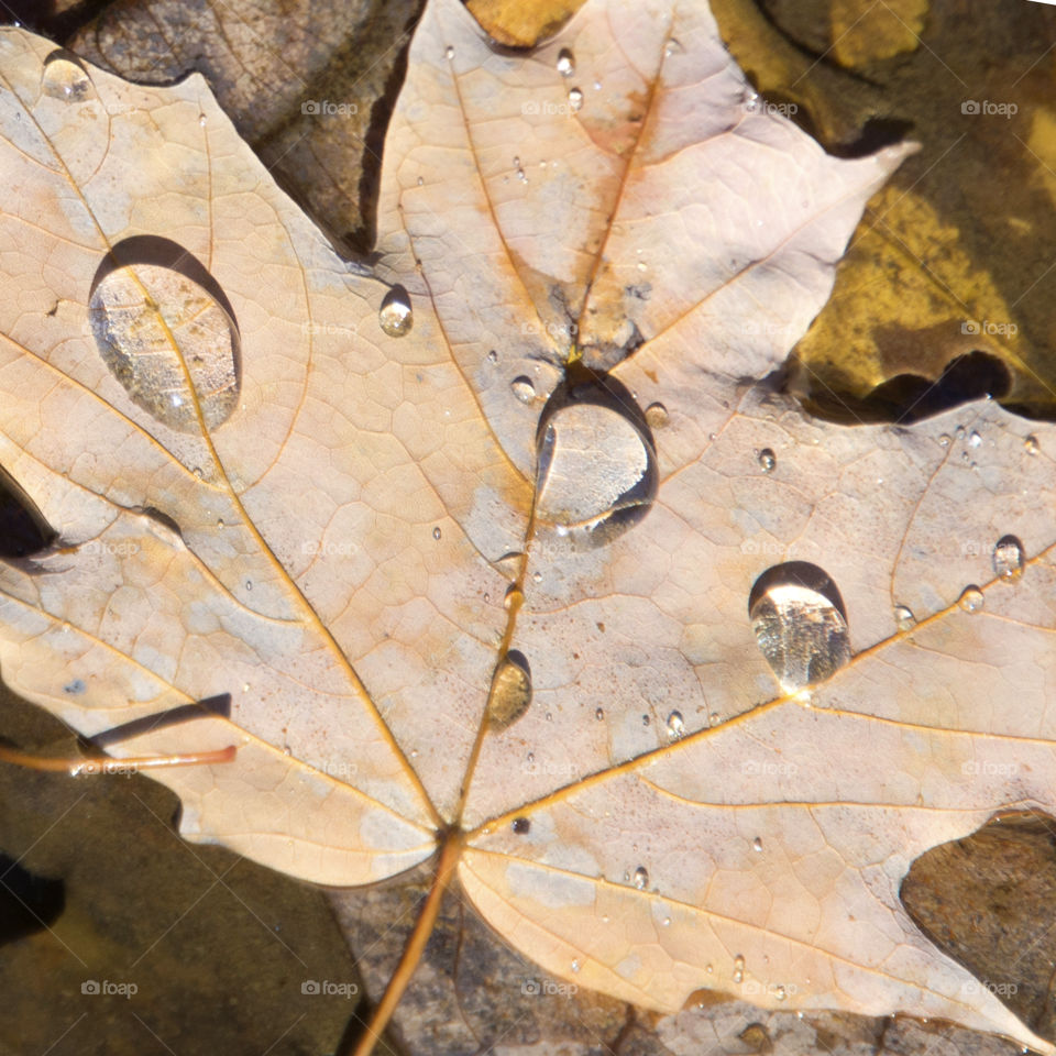 Water drops on an autumn leaf