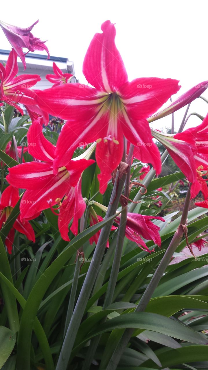 day lilies beautiful red . summer flowers 