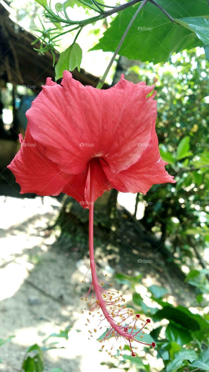 flower is red
