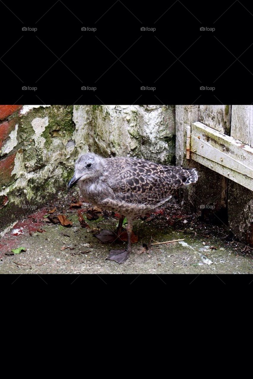 baby bird by eastegg18