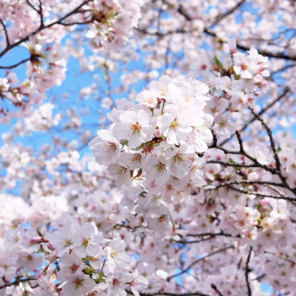 Cherry blossom japan