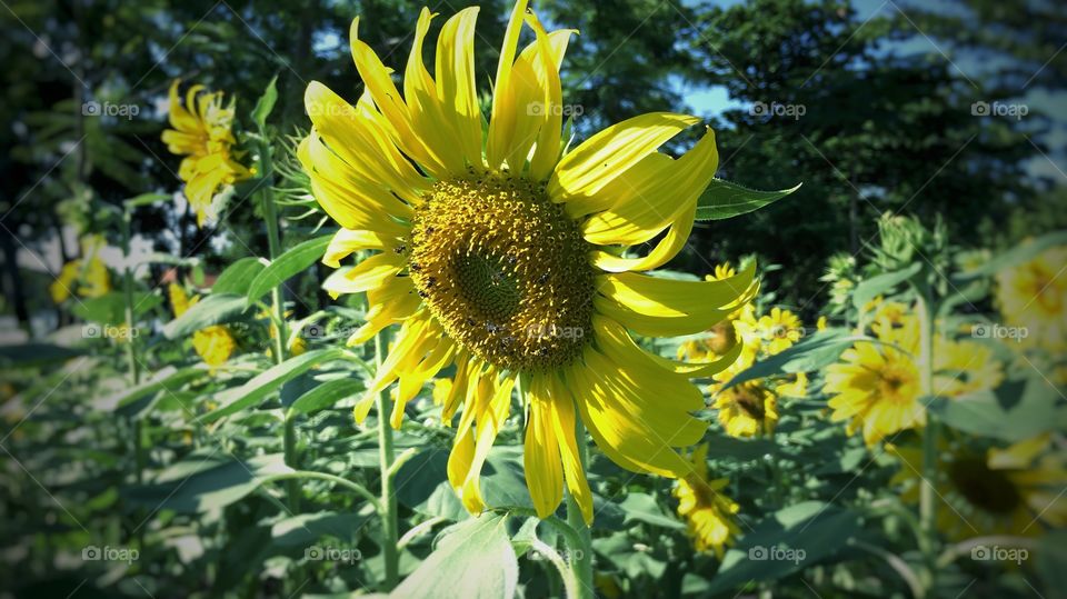 Yellow Flower. Sunflower in the Nation park in Bangkok, Thailand