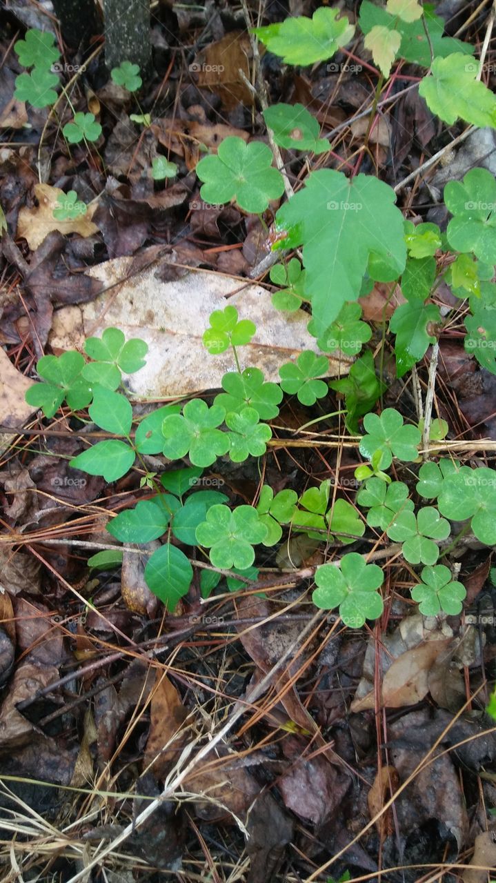 clover in the woods