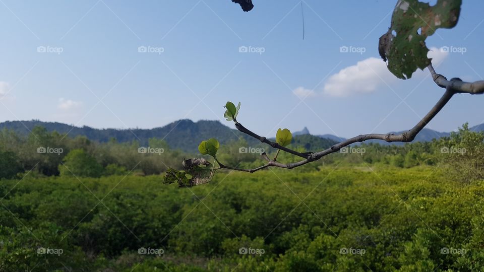 mountain and mangrov