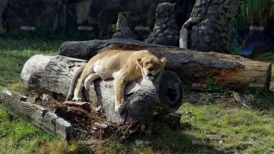 Lioness relaxing on a log at the zoo