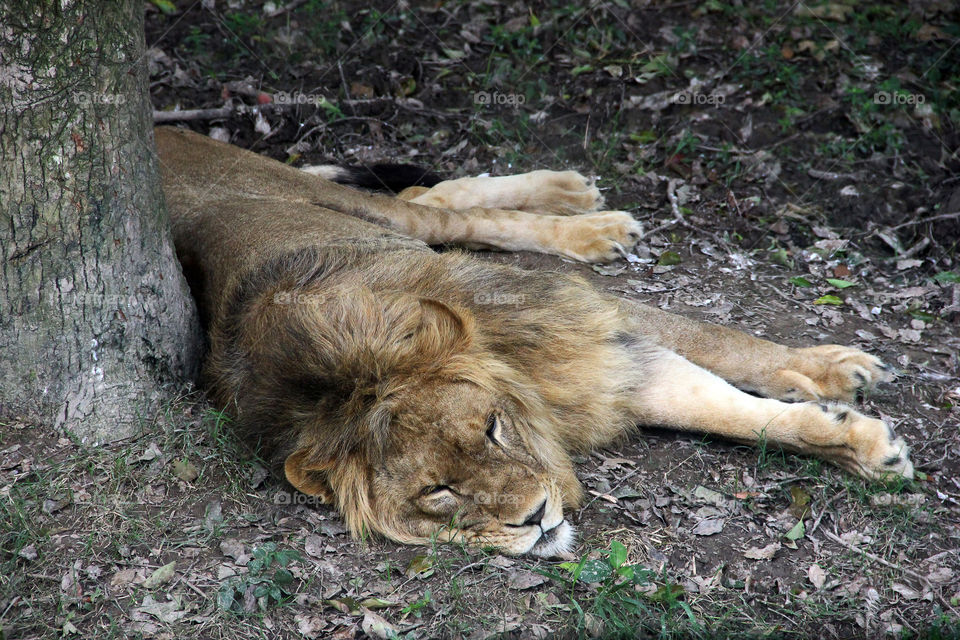 sleeping lion. A sleeping lion on safari tour in wild animal zoo, China.