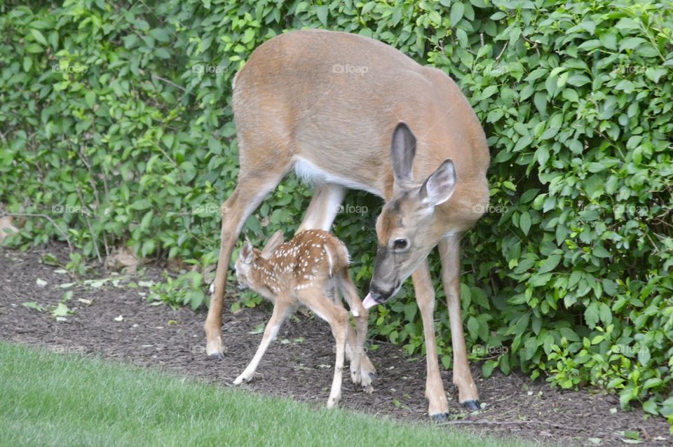 Doe and Fawn