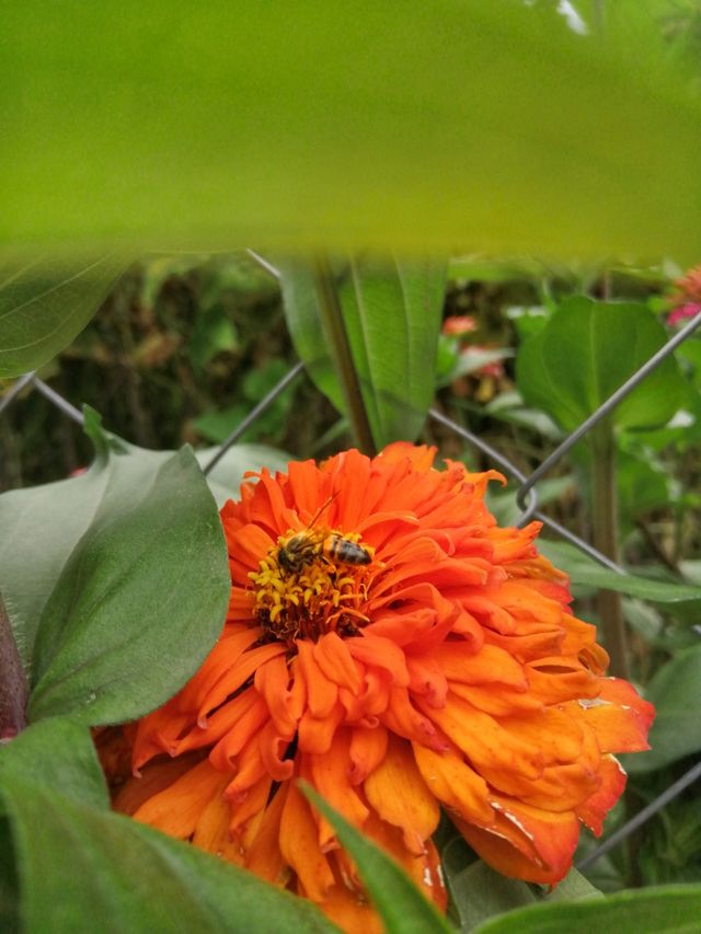 Bee on the flower