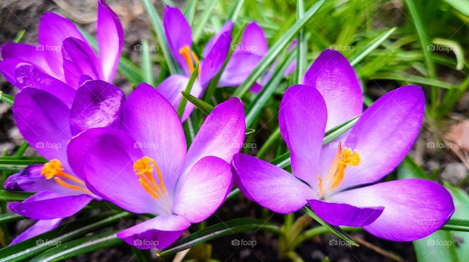 Violet crocus flowers