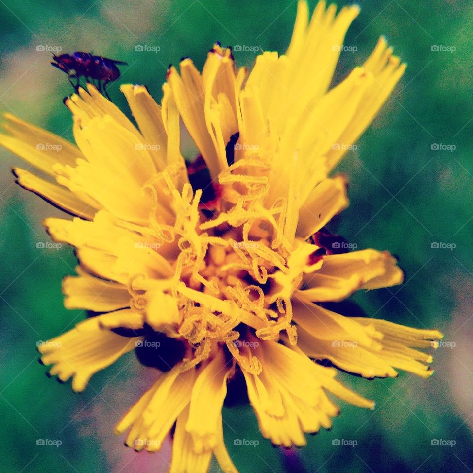 Dandelion