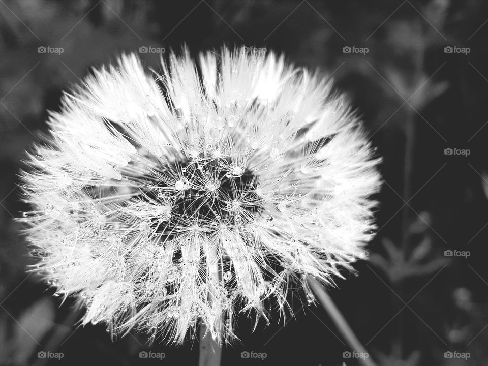 Dandelion