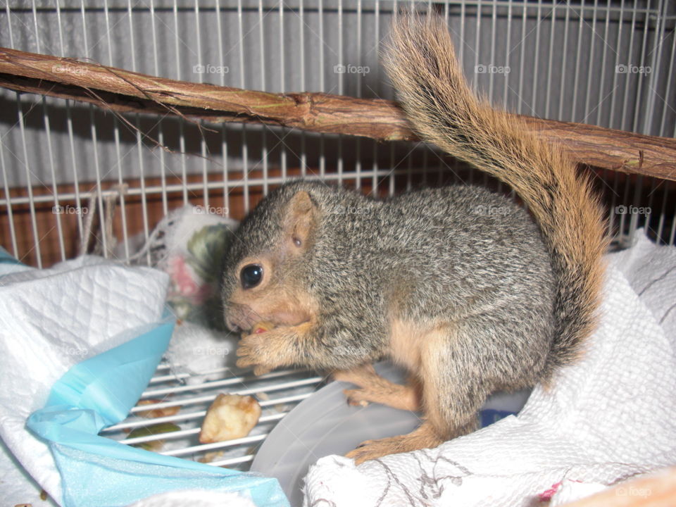 my baby let squirrel I rescued