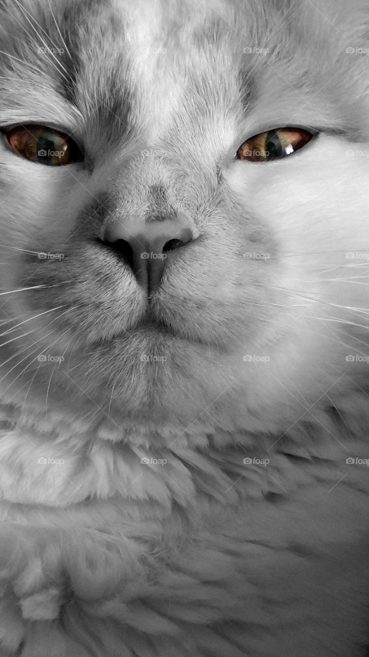 Extreme close-up of cat