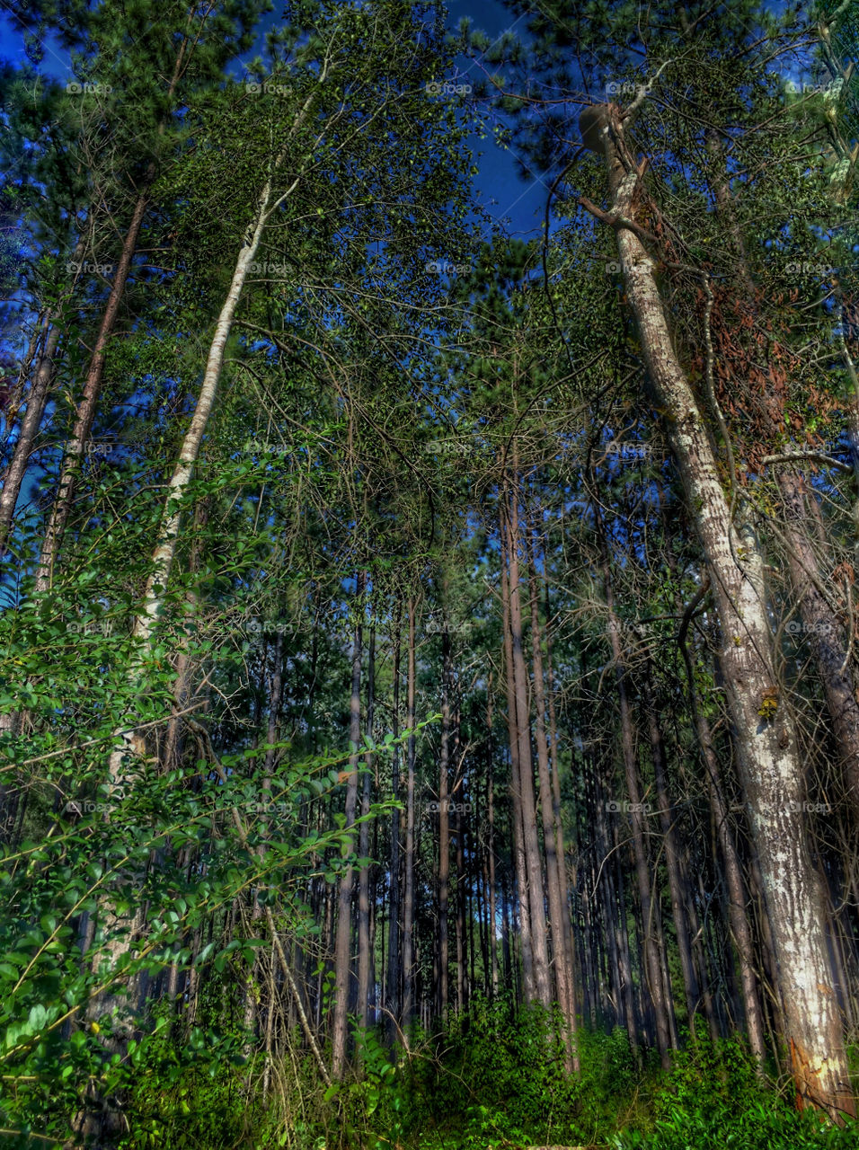 Forest In The Sun