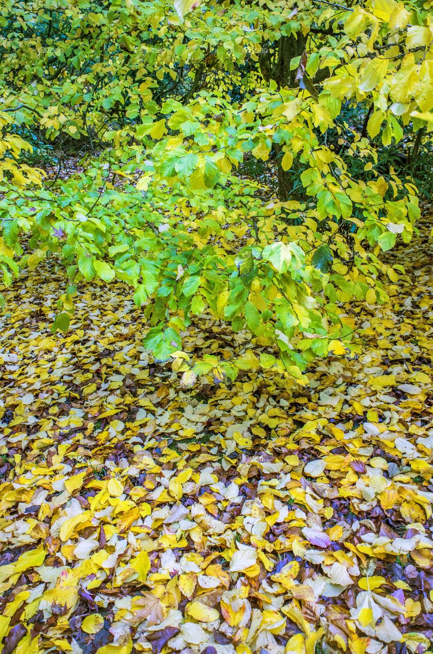 Trees. Autumn