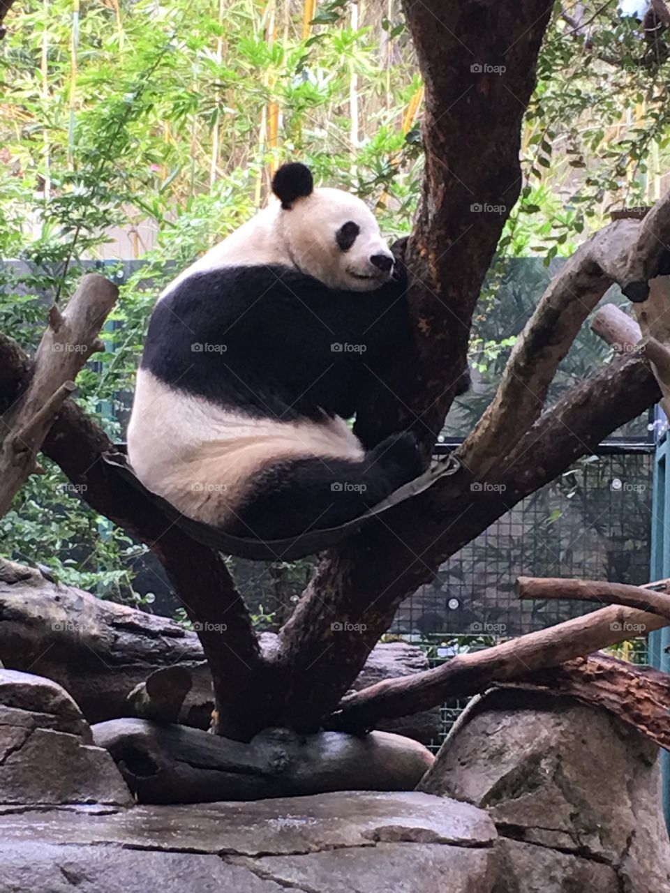 Panda San Diego Zoo