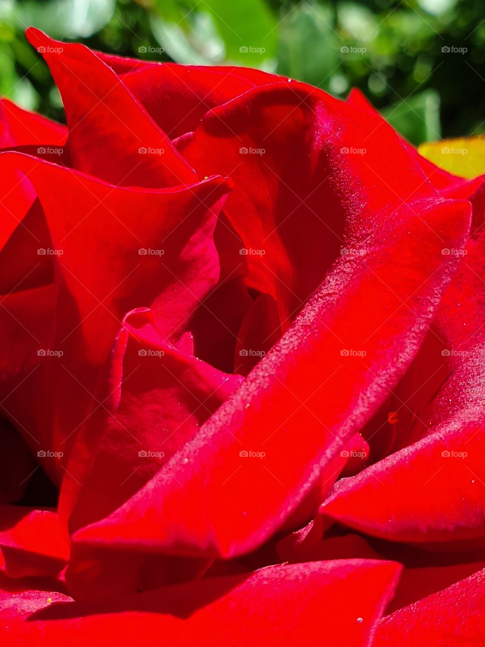 lavish bright red velvet rose petals