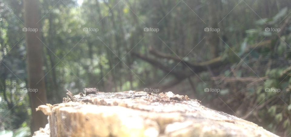 been cutting and its been abandoned.the shape tells the story