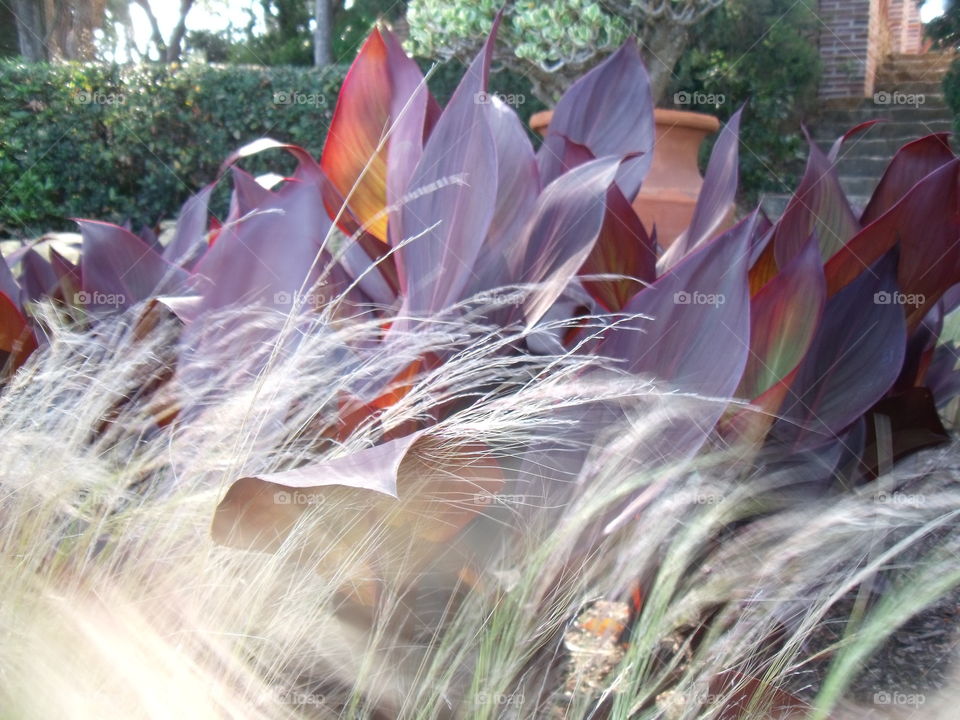 Close-up of grass growing on field