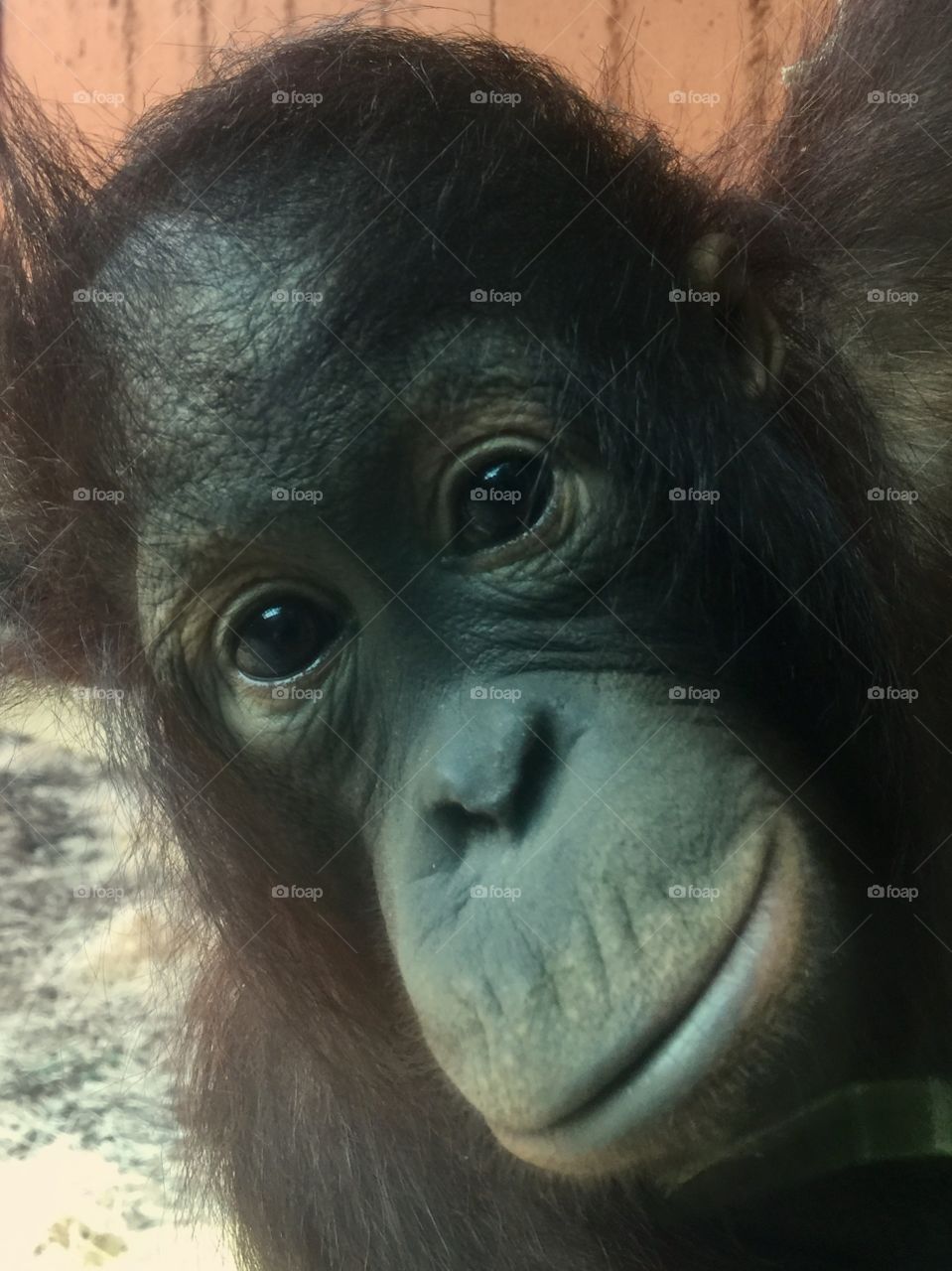 Orangutan