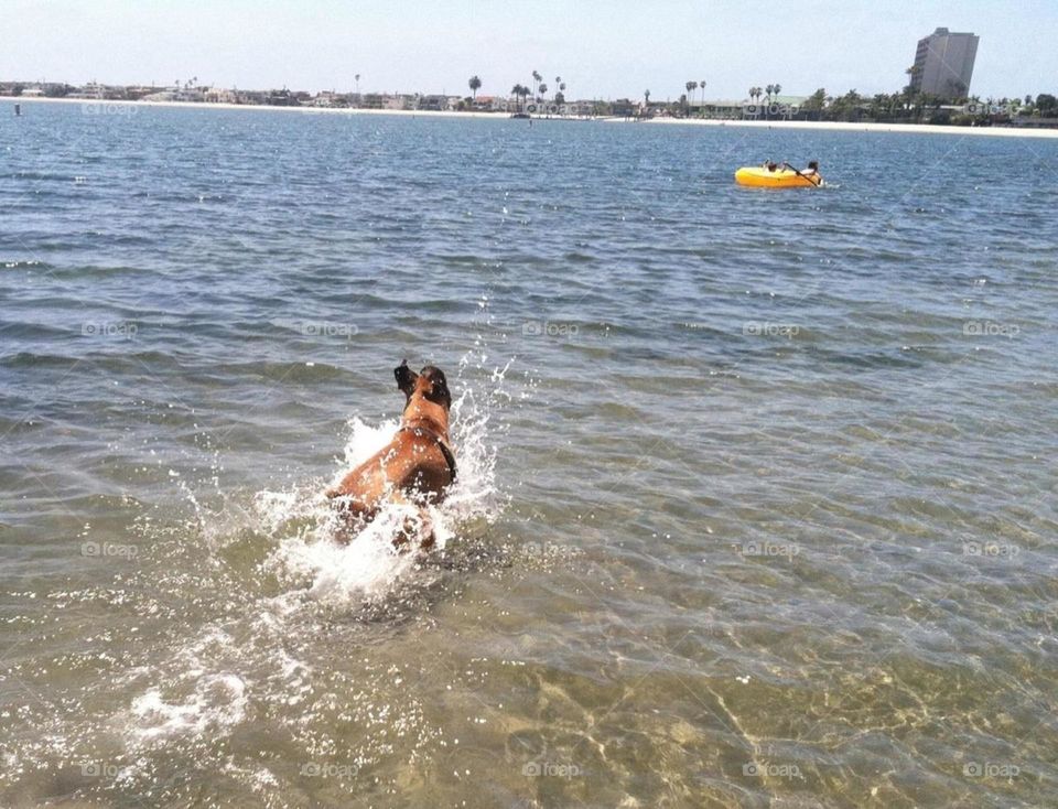 Boxer running in the ocean