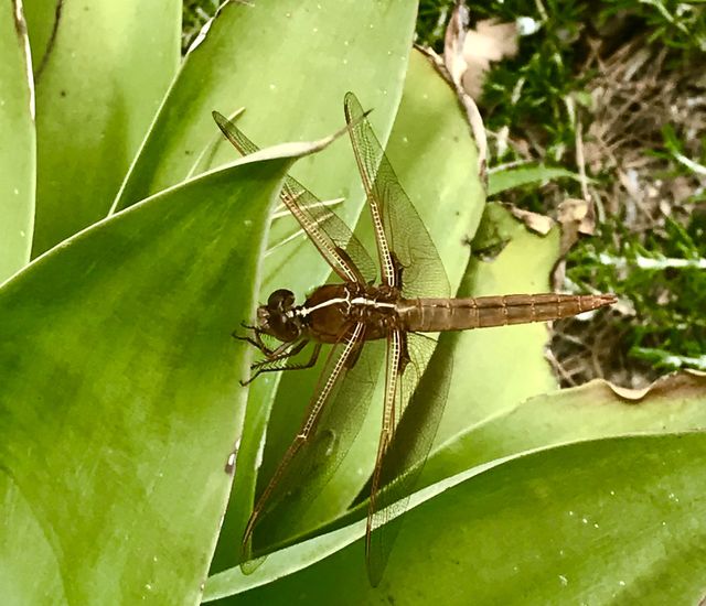 Dragonfly 