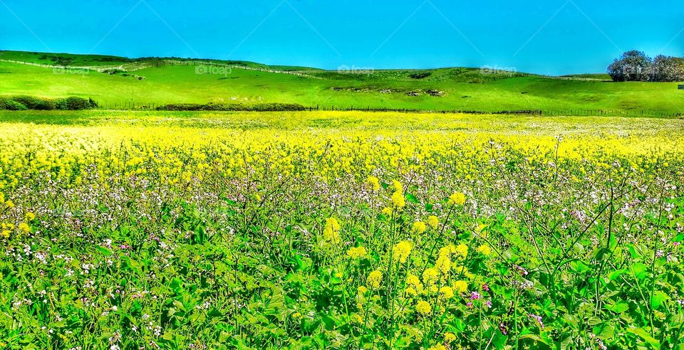 Vibrant Yellow Rural Meadow