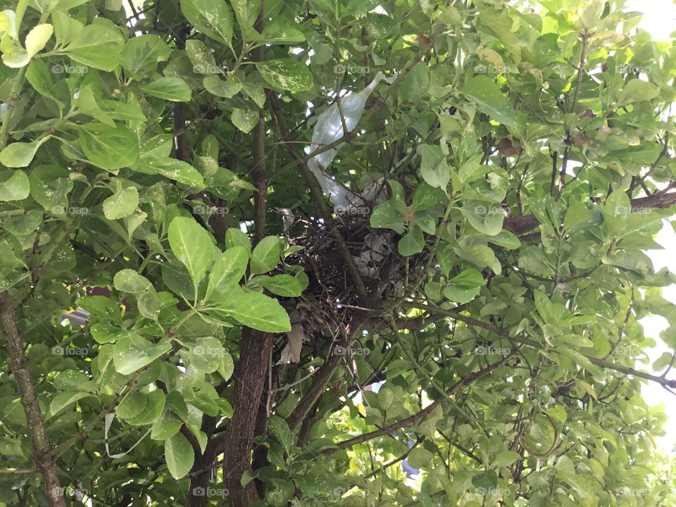 Nest made with plastic strings and cover