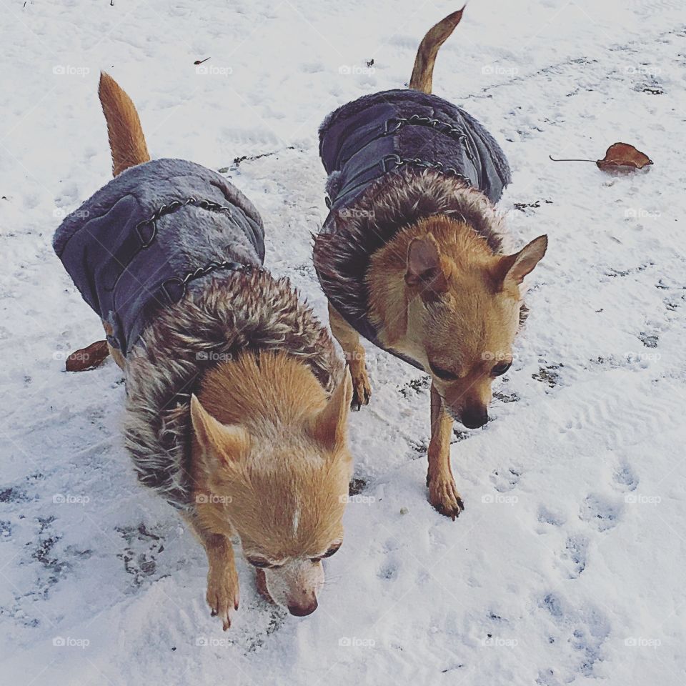 Chihuahuas in the tundra