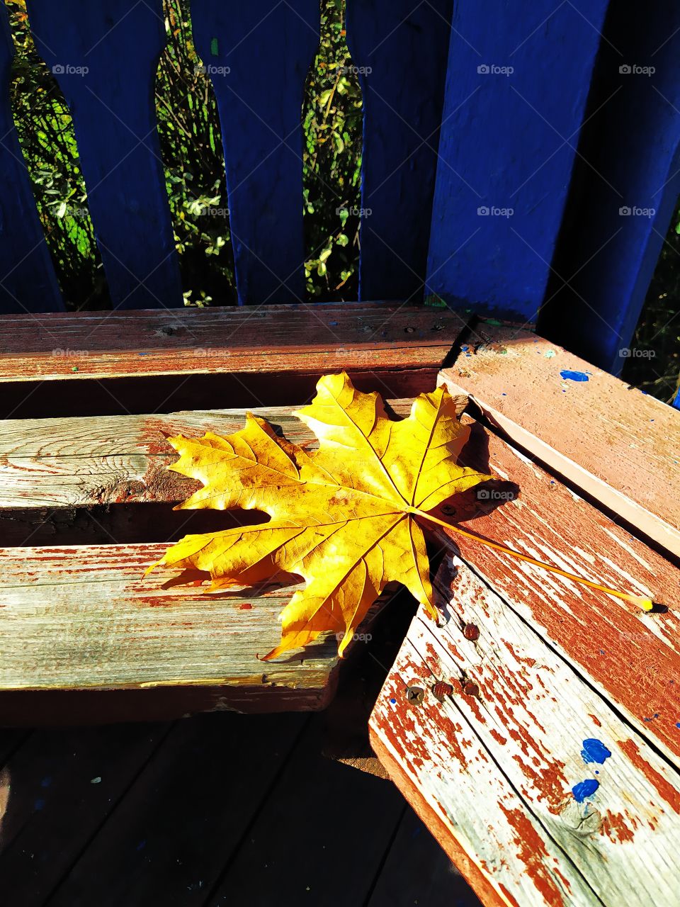 Golden autumn leaf