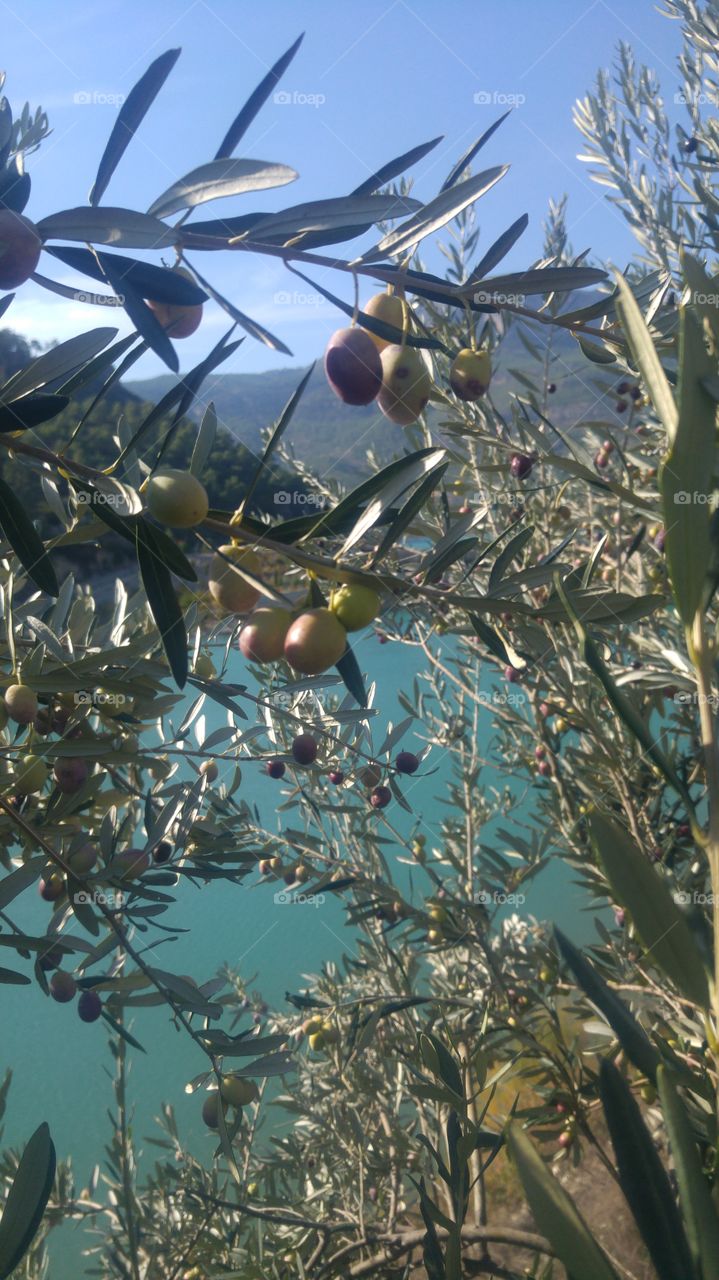 #olive #water ##blue #montain #green landscape