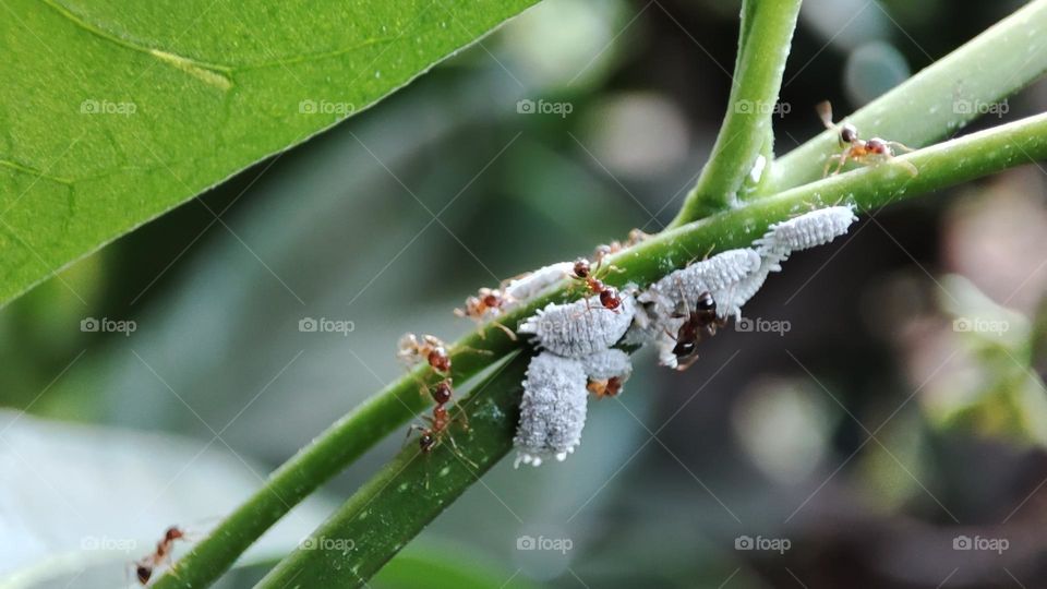 Ants and aphids