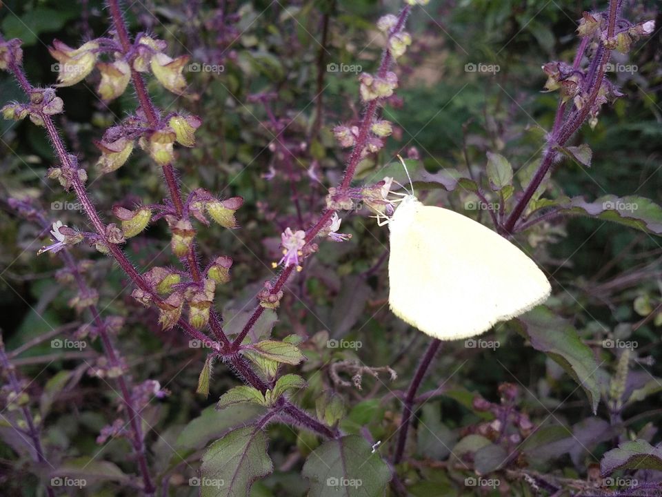 Butterfly sit Tulsi
