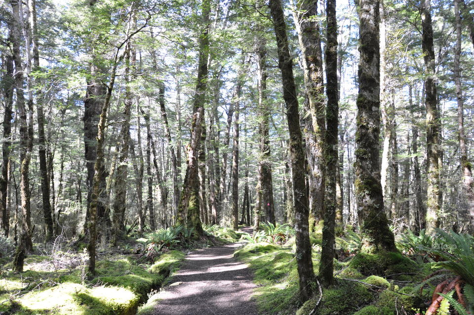 bush in New Zealand