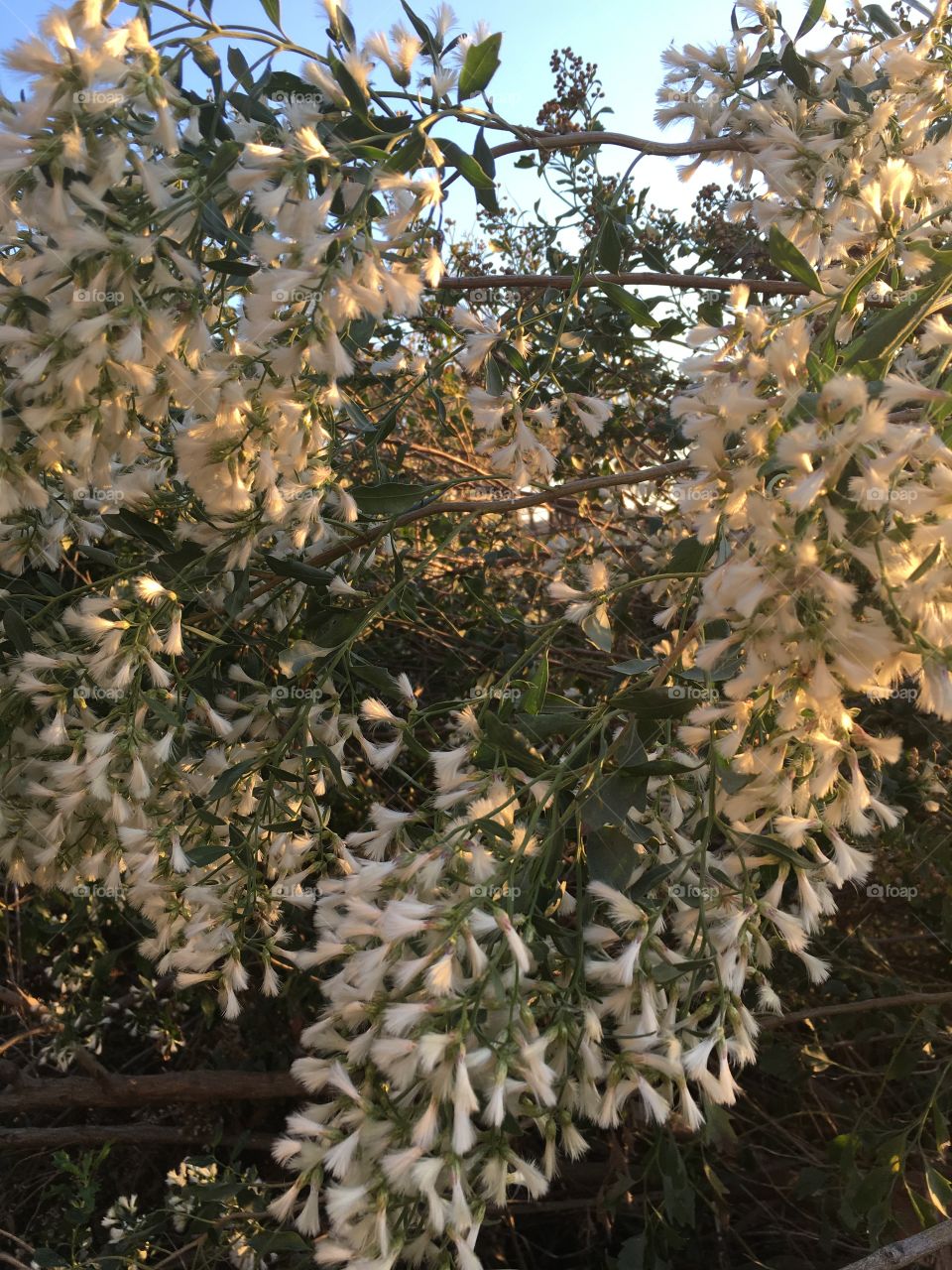 Yellowwood tree in bloom