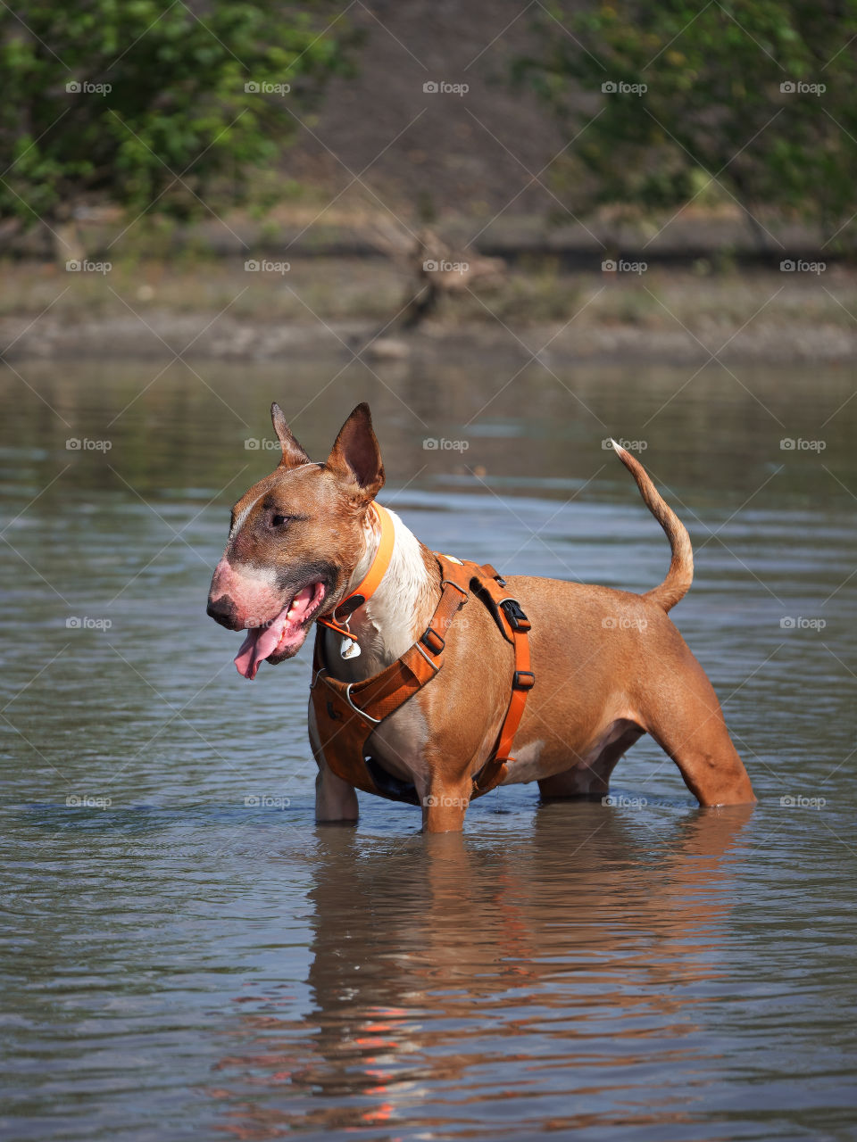 Bullterrierlove :-)