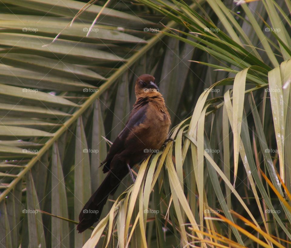 Female Grackle in the Palms