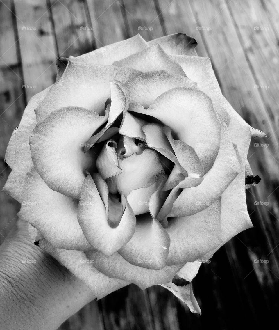 Black and white rose in hand 